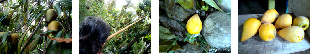 Images of
            "Chese" fruit being harvested in tropical
            backyard