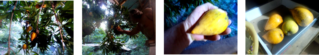 Images of Chesa fruit being harvested
        from tropical house balcony
