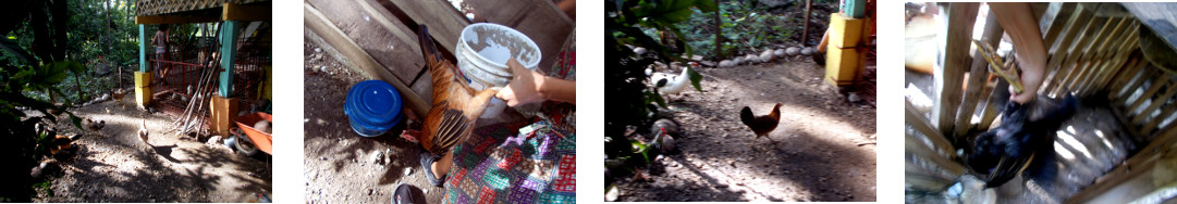 Images of tropical backyard chickens
        being captured