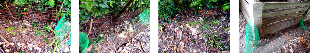 Images of protective cage for plants
        being removed in tropical backyard garden