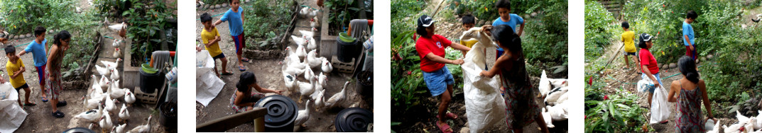 Imges of a tropical backyard duck
        being sold