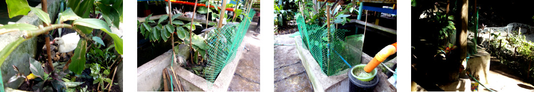 Images of small mfence around tropical
        backyard planter to keep ducks out