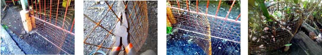 Images of wire netting being made into
        a tropical backyard fence