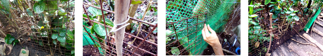 Images of tropical backyard boundary fence being
        constructed