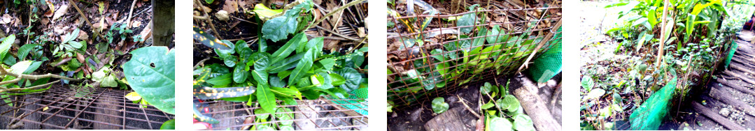 Images of tropical backyard boundary hedge reinforced
        with transplanted cuttings and a small fence