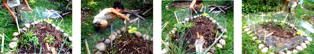 Images of making a small protective fence around a
        topical backyard garden patch