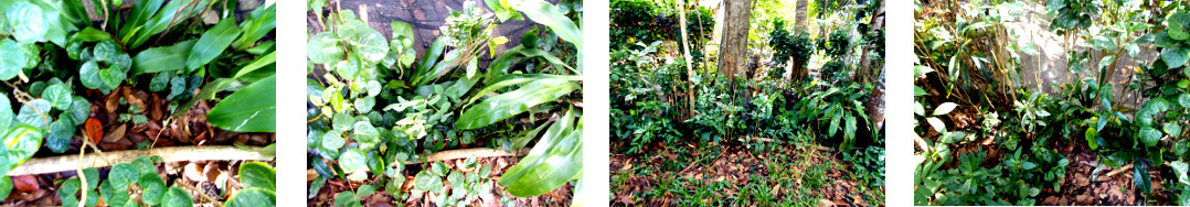 Images of tropical backyard hedge
        reinforced with cutting to keep animals ans people out