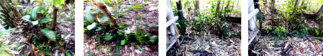 Images of tropical backyard border
        reinforced with hedge cuttings