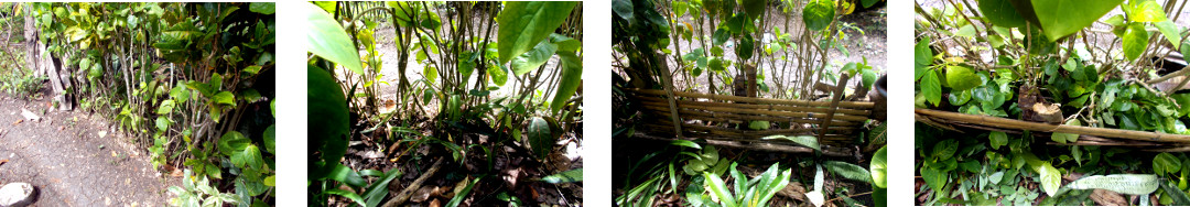 Images of tropical backyard hedge reinforced with
        cuttings