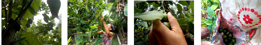 Images of Native limes being picked in
        tropical backyard