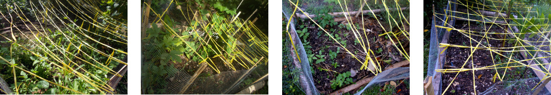 Images of recently sown tropical
        backyard garden patches starting to sprout