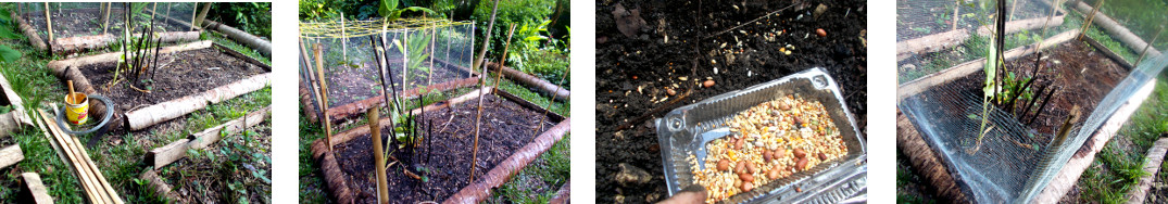 Images of tropical backyard garden
        patch seeded and fenced