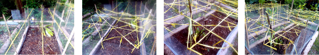 Images of fenced garden patch in tropical backyard given
        a raffia "roof" to keep chickens out