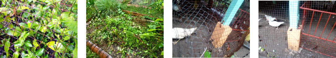 Images of failed protective netting
        removed from overgrown tropical garden patch