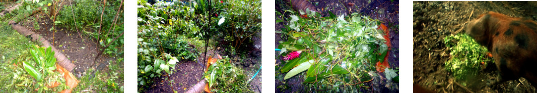 Images of tropical backyard garden
        patch being cleared for replanting