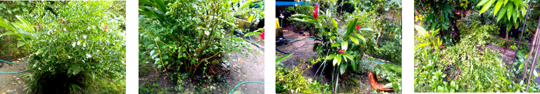 Images of tropical backyard garedn
        patch trimmed and composted
