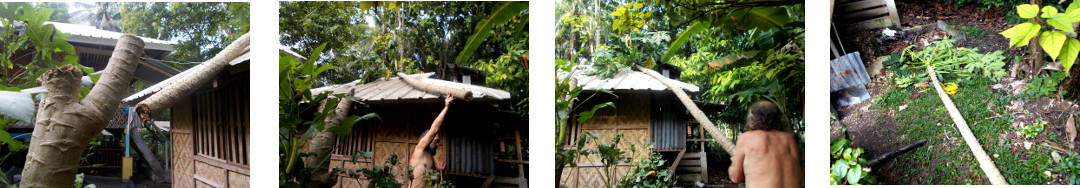 Images of fallen Papaya tree in
        tropical backyard