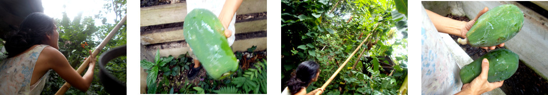 Images of unripe papaya harvested in
        tropical backyard