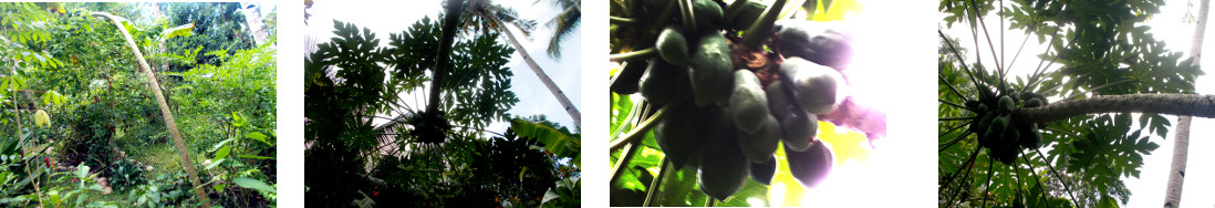 Images of tropical backyard papaya
        tree bending under the weight of the fruit