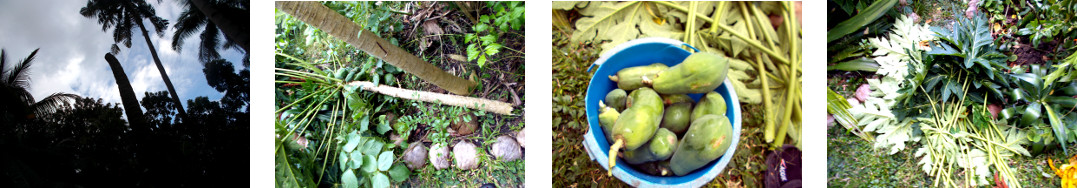 Images of fallen tropical backyard
        papaya tree being cleared up