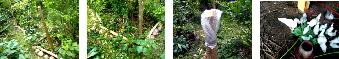 Images of fallen tropical backyard papaya tree cleared
        up