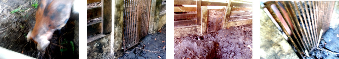 Images of tropical backyard boar's
        damage to his metal gate
