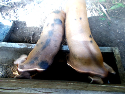 Images of two tropical backyard
        piglets