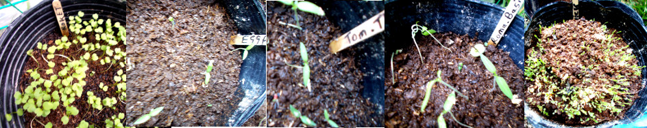 Images of potted seeds sprouting in
        tropical backyard