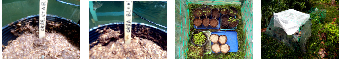 Images of four kinds of okra seeds potted in tropical
        backyard