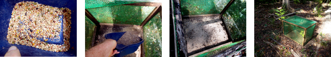 Images of seeds sown in anti-chicken
        protective enclosure in tropical backyard