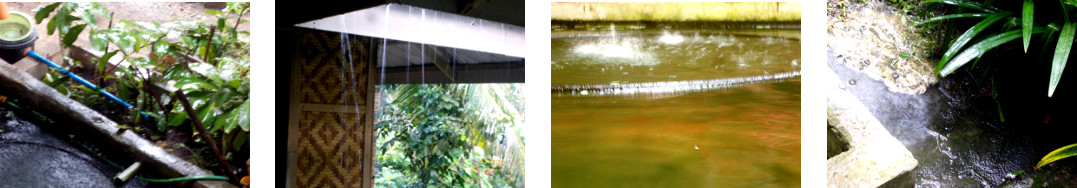 Images of afternoon rain in tropical
        backyard