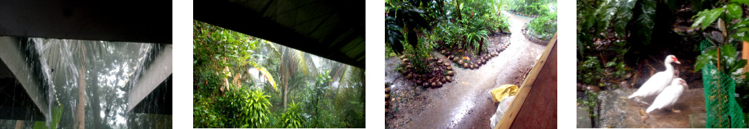 Images of rain in tropical backyard