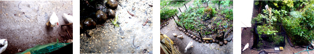 Images of rain in tropical backyard