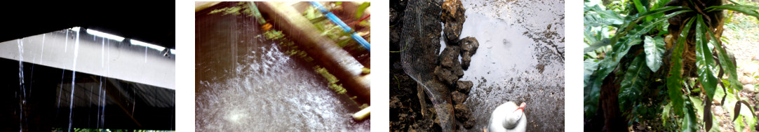 Images of rain in tropical backyard