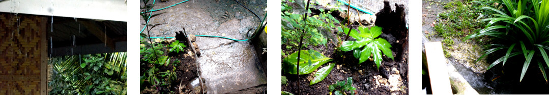 Images of a light shower of rain in a
        tropical backyard