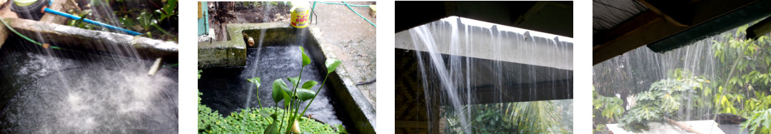 Images of heavy rain in tropical
        backyard