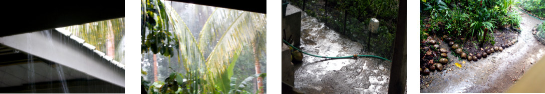 Images of rain in tropical backyard