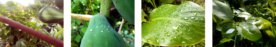 Images of early morning in a tropical
        backyard after rain in the night