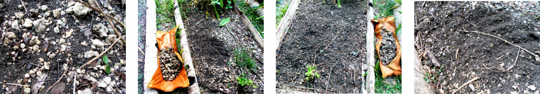 Images of stones being removed from
        tropical backyard garden patch