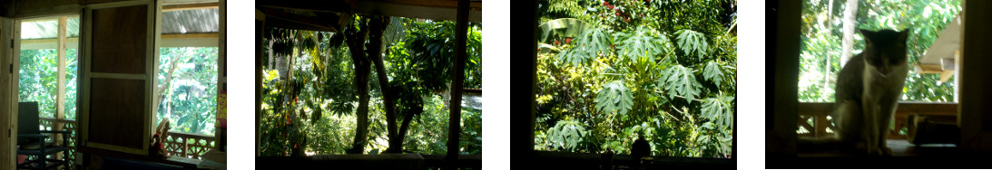 Images of sun in tropical backyard