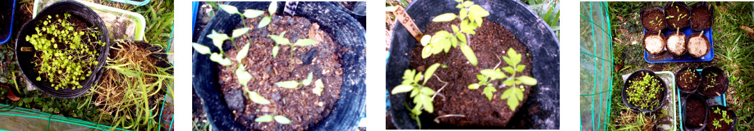 Images of seedlings
            growing in tropical backyard nursery area