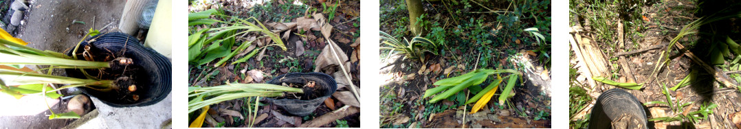 Images of turmeric transplanted in
        tropical backyard