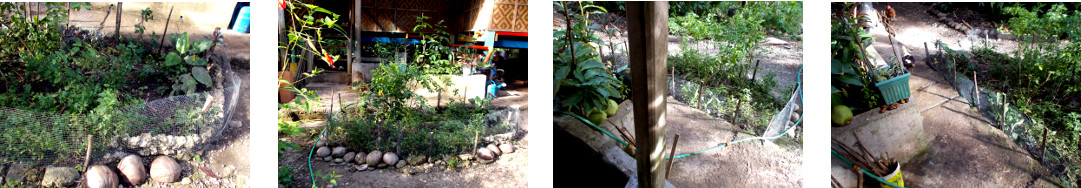 Images of small protective fence around drainage garden
        in tropical backyard