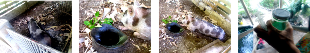 Images of sick tropical backyard
          sow