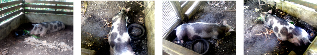 Images of sick tropical backyard sow