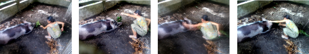 Images of woman with sick tropical backyard sow