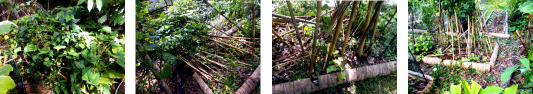 Images of fallen bean poles in
        tropical backyard restored after heavy rain in the night