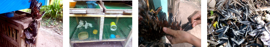 Images of tropical backyard chickens being plucked