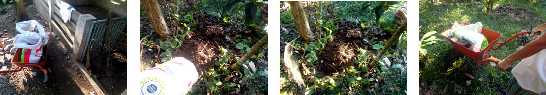 Images of garden patch being composted
        from tropical backyard pig pen