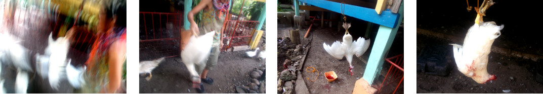 Images of tropical backyard duck being
        prepared for plucking